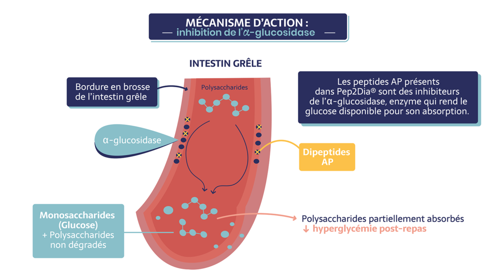 Mécanisme d’action : inhibition de l'a-glucosidase