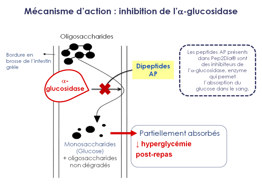 Mécanisme d’action : inhibition de l'a-glucosidase