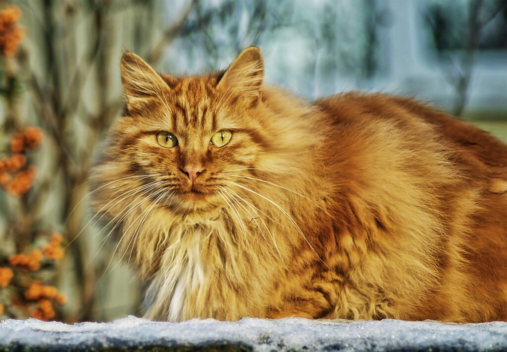 Les signes du diabète chez le chat