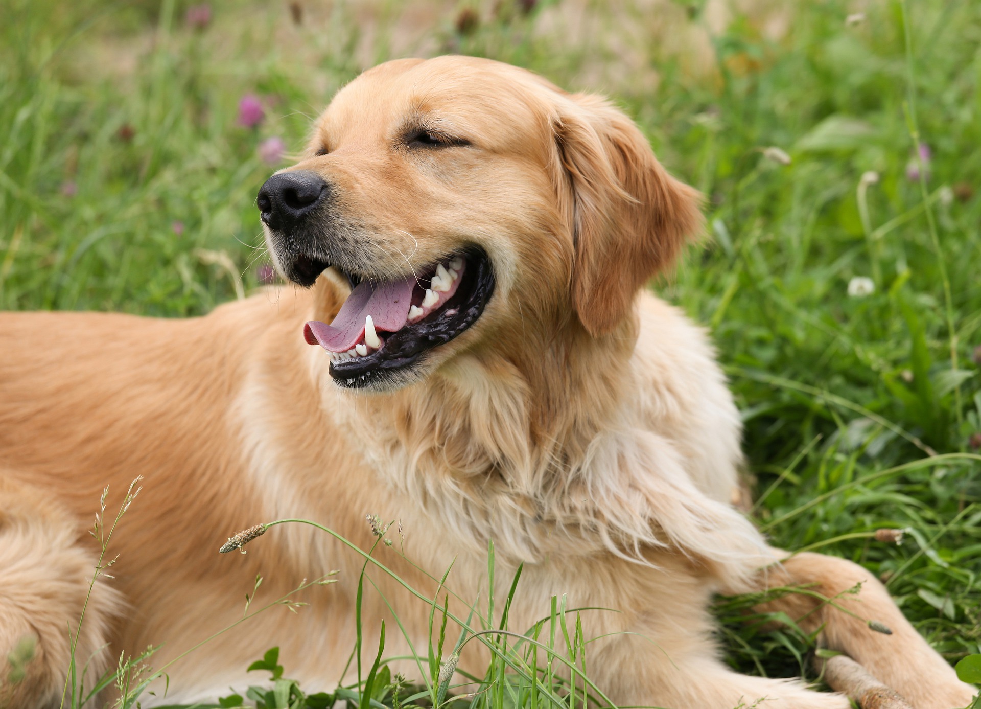 Les signes du diabète chez le chien